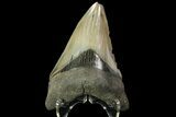 Serrated, Fossil Megalodon Tooth - Georgia #84148-1